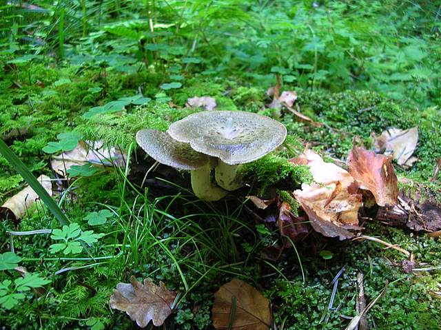 La Flora fungina negli aspetti microclimatici subtropicali